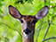 White-Tailed Deer