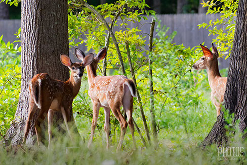 White-Tailed Deer