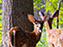 White-Tailed Deer