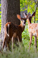 White-Tailed Deer