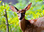 White-Tailed Deer