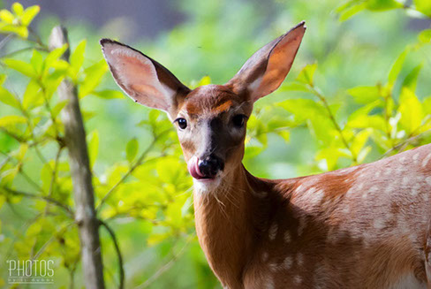 White-Tailed Deer