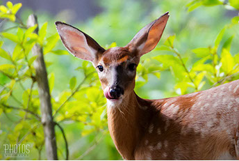 White-Tailed Deer