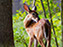 White-Tailed Deer