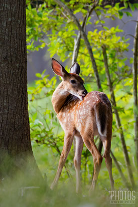 White-Tailed Deer