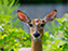 White-Tailed Deer