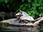 Painted Turtle