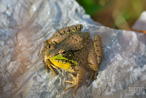 Green Frog