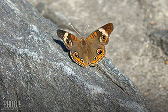Buckeye