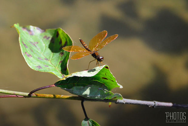 Red Skimmer
