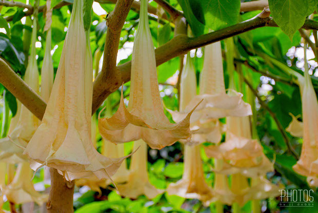 ANGEL'S TRUMPET