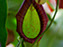 NEPENTHES TRUNCATA