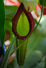 NEPENTHES TRUNCATA