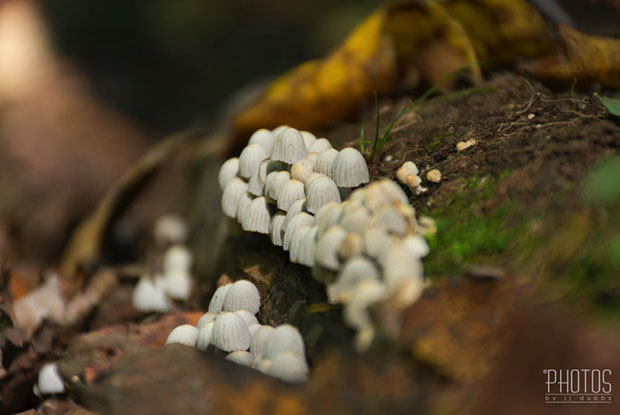 Fairy Inkcaps
