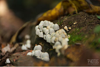 Fairy Inkcaps