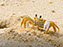 Cape Henlopen State Park, Fiddler Crab