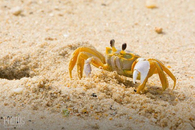 Cape Henlopen State Park, Fiddler Crab
