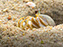 Cape Henlopen State Park, Fiddler Crab