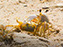 Cape Henlopen State Park, Fiddler Crab