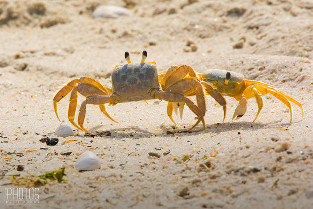 Cape Henlopen State Park, Fiddler Crabs