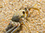 Cape Henlopen State Park, Ghost Crab