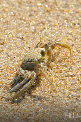 Cape Henlopen State Park, Ghost Crab