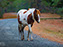 Chincoteague Wild Ponies