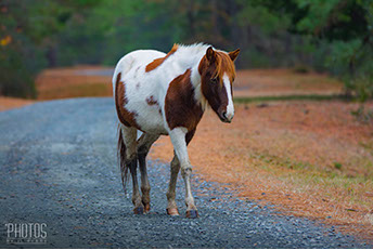 Chincoteague Wild Ponies