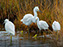 Chincoteague Island National Wildlife Refuge, Snowy Egrets