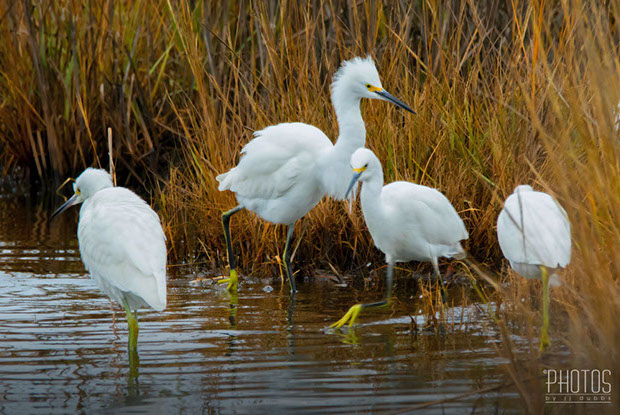 Chincoteague Island National Wildlife Refuge, Snowy Egrets
