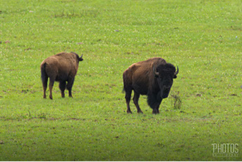 Wichita Mountain Wildlife Refuge, American Bison