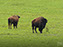 American Bison