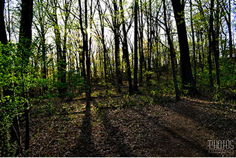 Spring