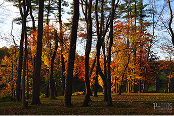 Fall