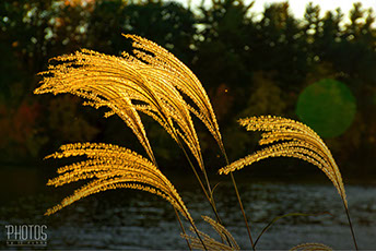 Fall