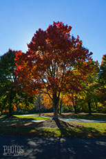 Fall