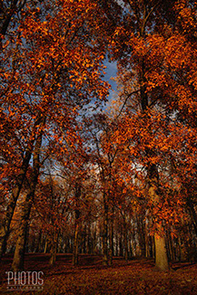 Fall
