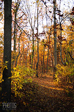 Fall