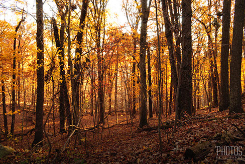 Fall