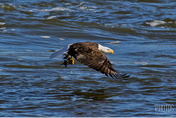 Bald Eagle