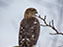 Red-Shouldered Hawk