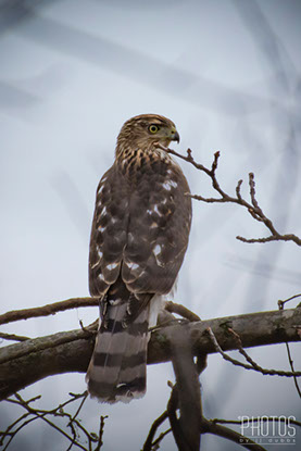 Red-Shouldered Hawk