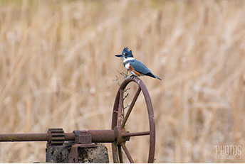 Belted Kingfisher