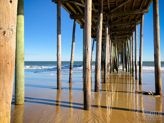 Northern Water Snake