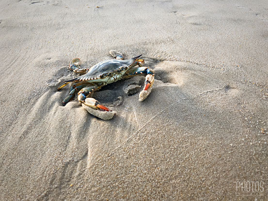 Cape Henlopen State Park, Fiddler Crab