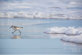 Ruddy Turnstone