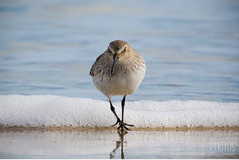 Ruddy Turnstone