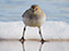 Ruddy Turnstone