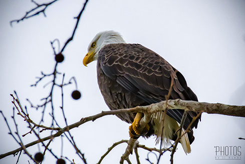 Bald Eagle