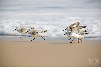 Ruddy Turnstone